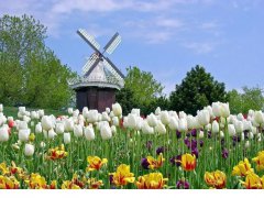 荷蘭市場(chǎng)投資攻略，外國(guó)人如何注冊(cè)公司？